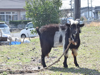 フクヤマ マサハル